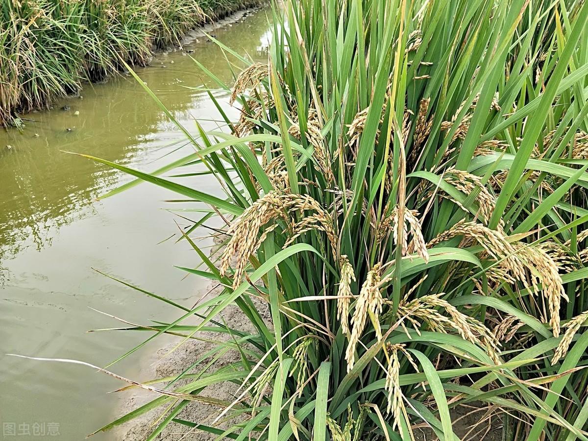 氯化钾肥价格行情最新价格表深度解析